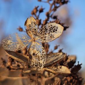 ���� ��������: 