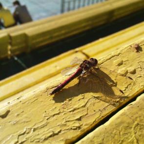 ��������� � ����� �� ����������