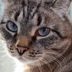 ���� ��������: 