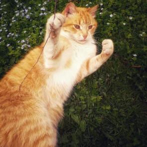 ����: �����