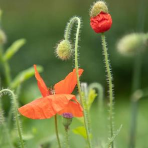 ����: ���