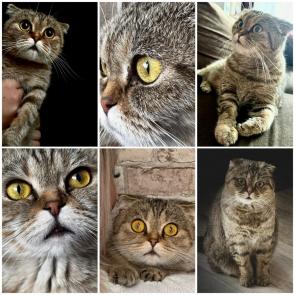 ����: �������