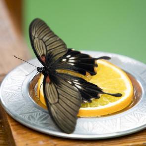 ����: �� ������