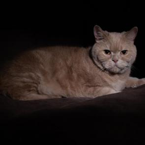 ����: ������