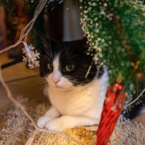 ����: ������