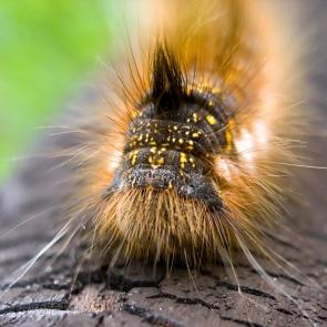 ����: �������� ��������