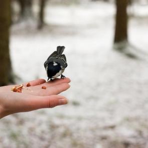 ����: ��� ������� � ����?