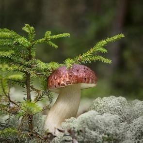 ����: ����� ���� ��� �������...