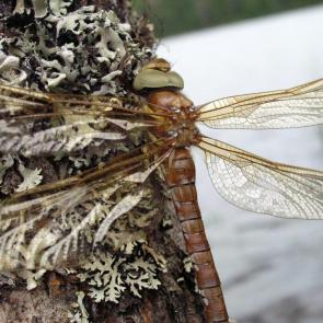 ����: ��������