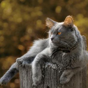 ����: ��� ��� �����...