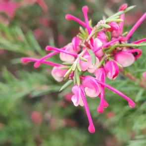 ���� ��������: ��������� ����������������