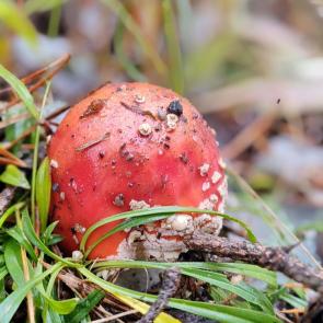 ���� ��������: ���������