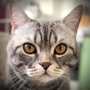 ������� �����