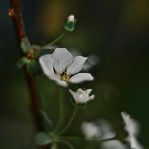 ���� ��������: 