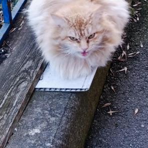 ����: ������