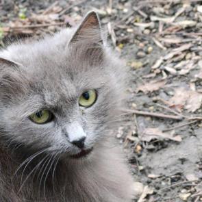 ����: ��, ��� ������