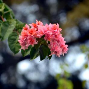 ����: �����������