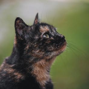 ����: ���������� �����