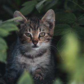 ��������� �������� 