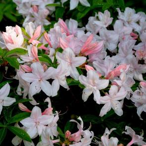 ����: �����������