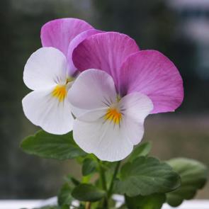 ����: ������ ���� ���� �����