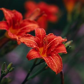 ���� ��������: �������� �����