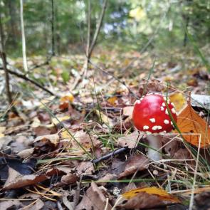 ����: ����� ����