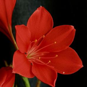 ����: �������