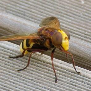 ���� ��������: �������� - ��� ���.