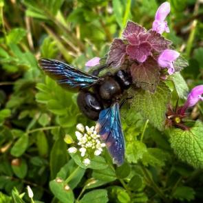 ���� ��������: �����-�������