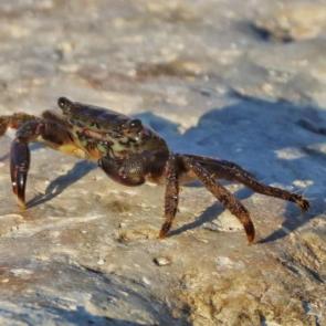 ���� ��������: ����