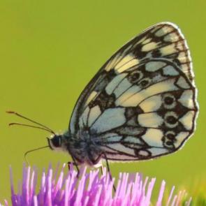 ���� ��������: �������