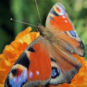 ���� ��������: 