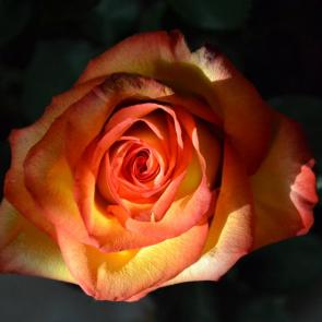 ����: ����