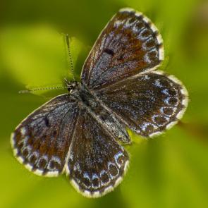 ���� ��������: ������, ������ �����, ������ � ��� �����