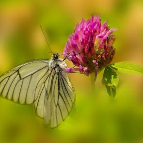 ������ ���� � �������