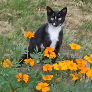 ����: �������