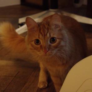 ����: ����� �������