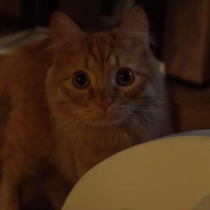 ����: ��� �����