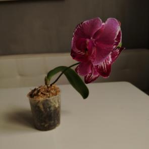 ����: �������