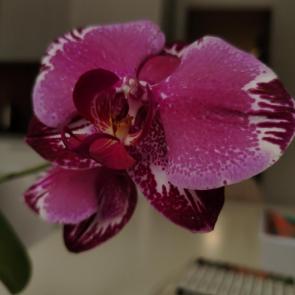 ����: ������� ������