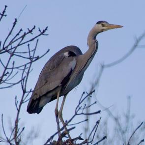 ���� ��������: ����� ����� �� ������