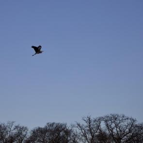 ����: ����� ��� �����