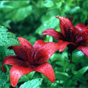 ����: �����