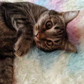 ����: ����� ���