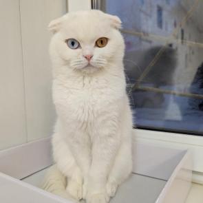 ������� �����