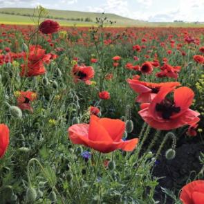 ����: ����