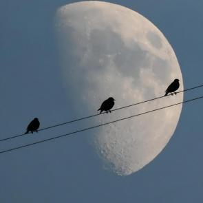 ����: ������ ����� ��������