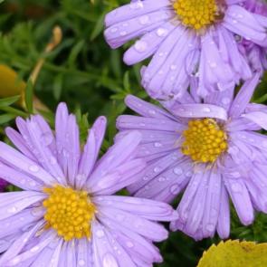 ����: ��������