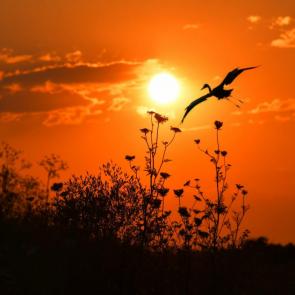 ���� ��������: ������� ��� 